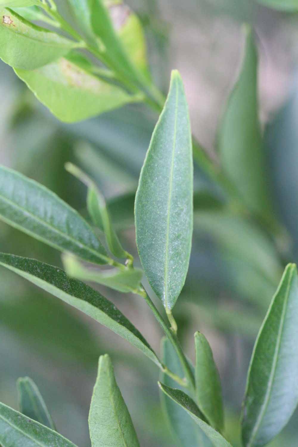                Unifoliolate leaf (Avana Apireno, Riverside,   CA)       